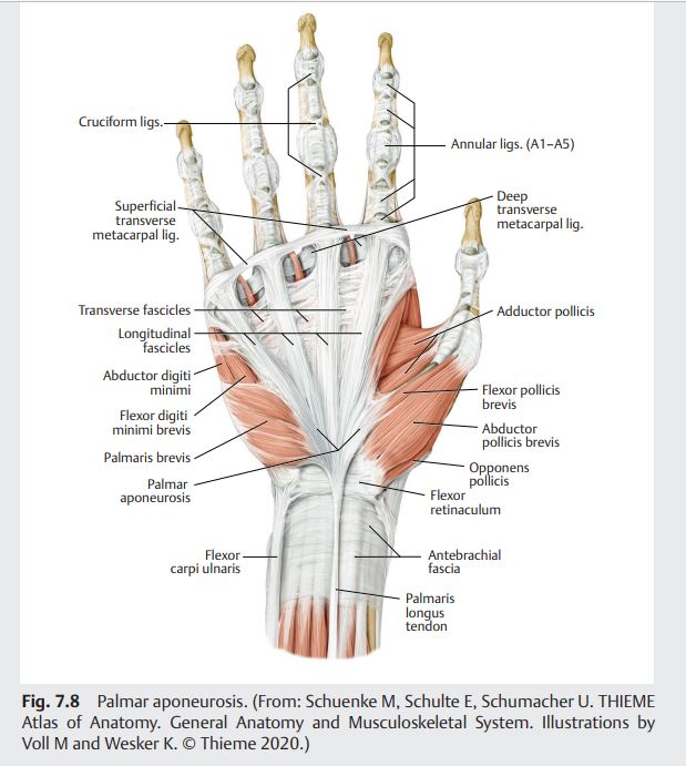 Thieme Dissector – A Complete Dissection Manual